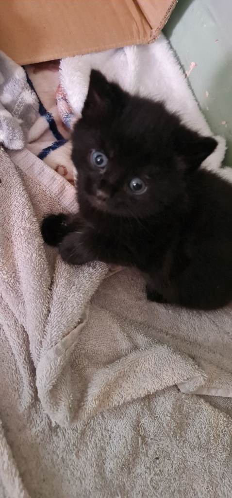 Kittens for sale