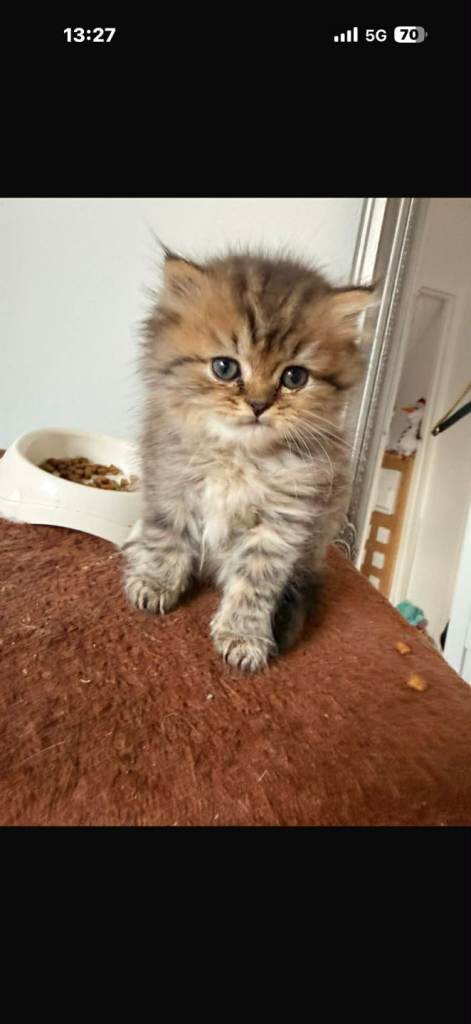 Adorable BLH boy for sale