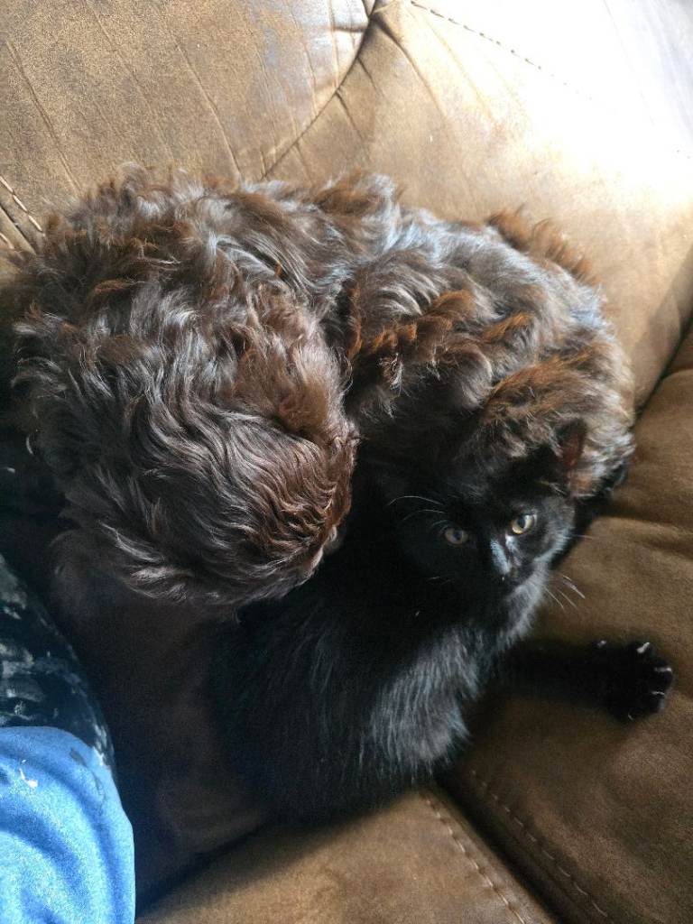 13 week old kitten 🏡 Home Wanted for Fern 🐈‍⬛