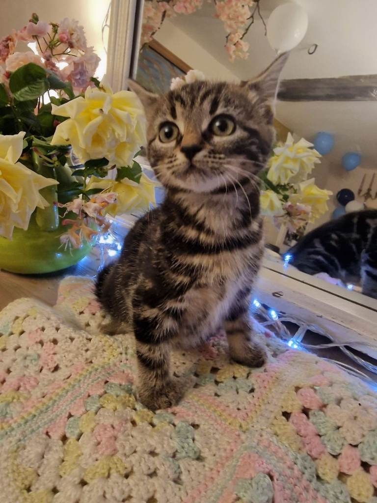 Beautiful kittens 