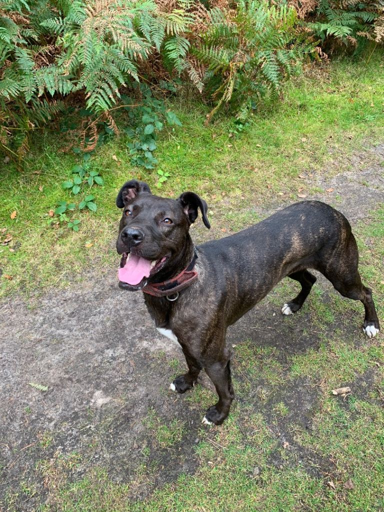 Lurcher puppies for sale