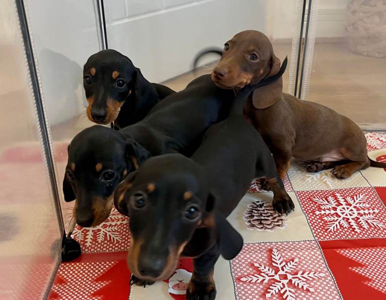 4 Miniature Dachshund Puppies