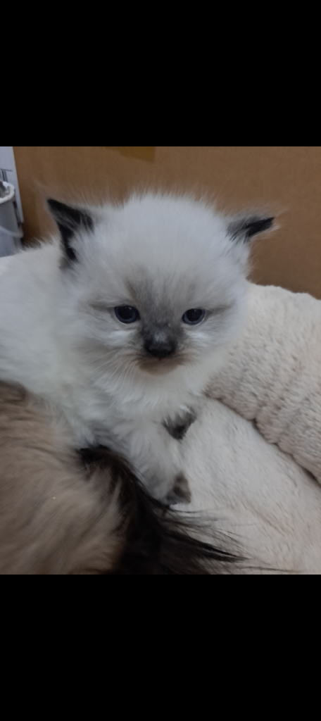 1 male ragdoll kitten