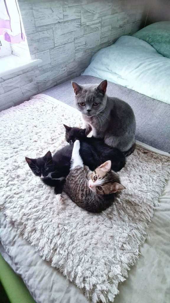 Short hair kitten mixed