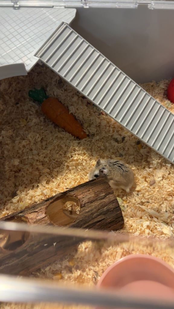 dwarf hamster cage and ALL contents 