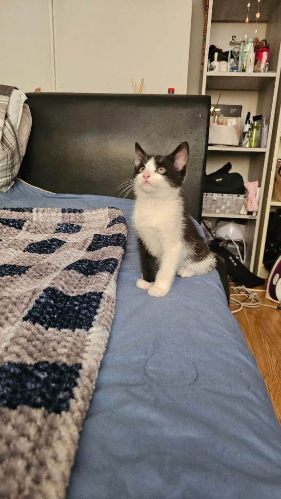 Beautiful 1 KITTENS 9 Week old,black and white boy searching for a new family