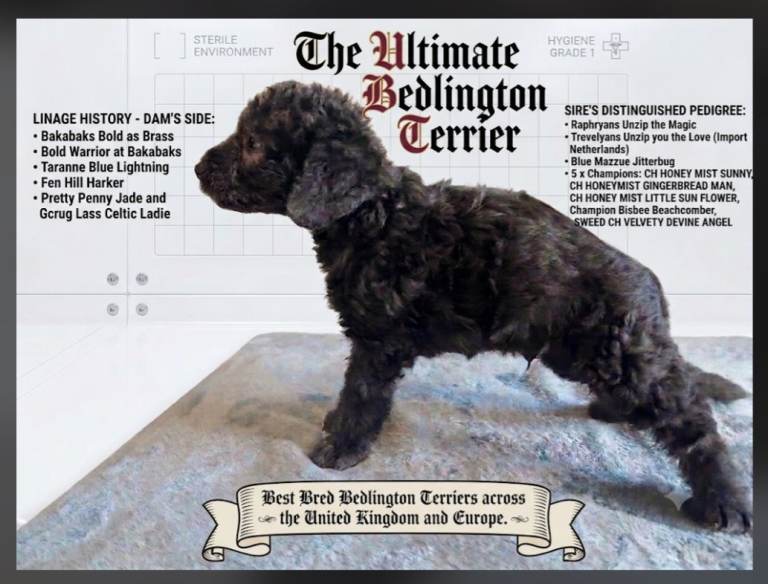 Elite 5x champion bedlington terrier lineage