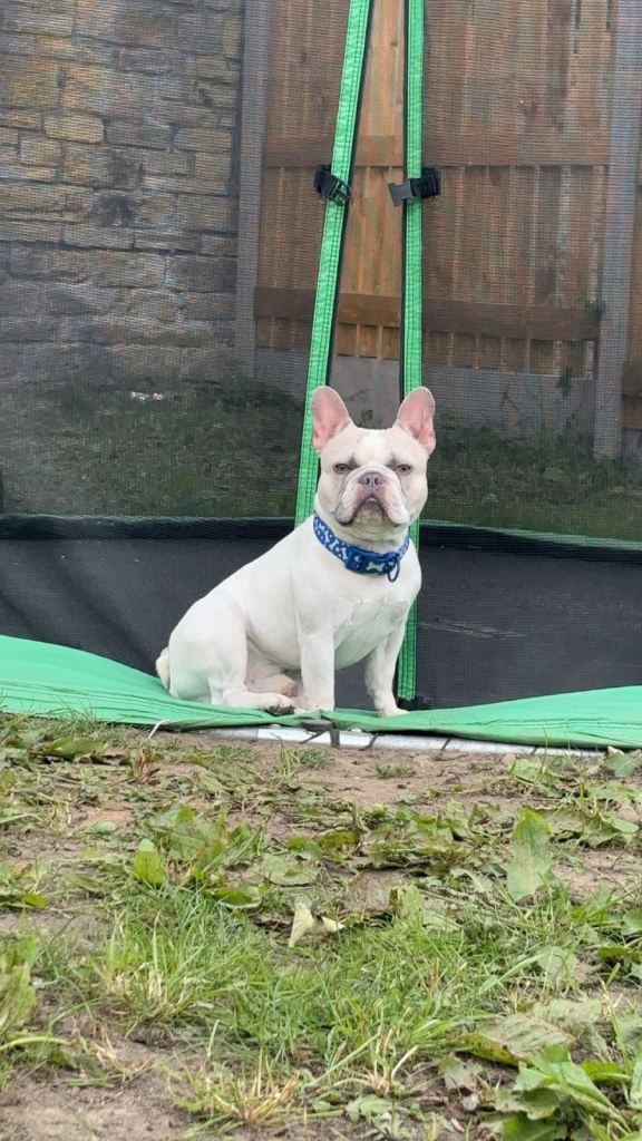 Tyson, French bulldog