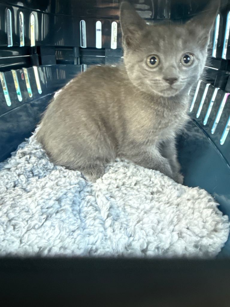 British Shorthair × Ragdoll Kitten – Male