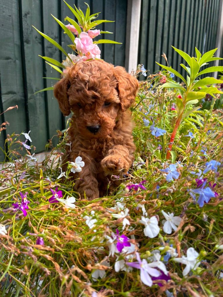 Red Toy Poodle Puppies