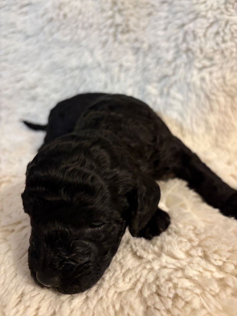 1 beautiful cavapoo puppy looking for her forever home