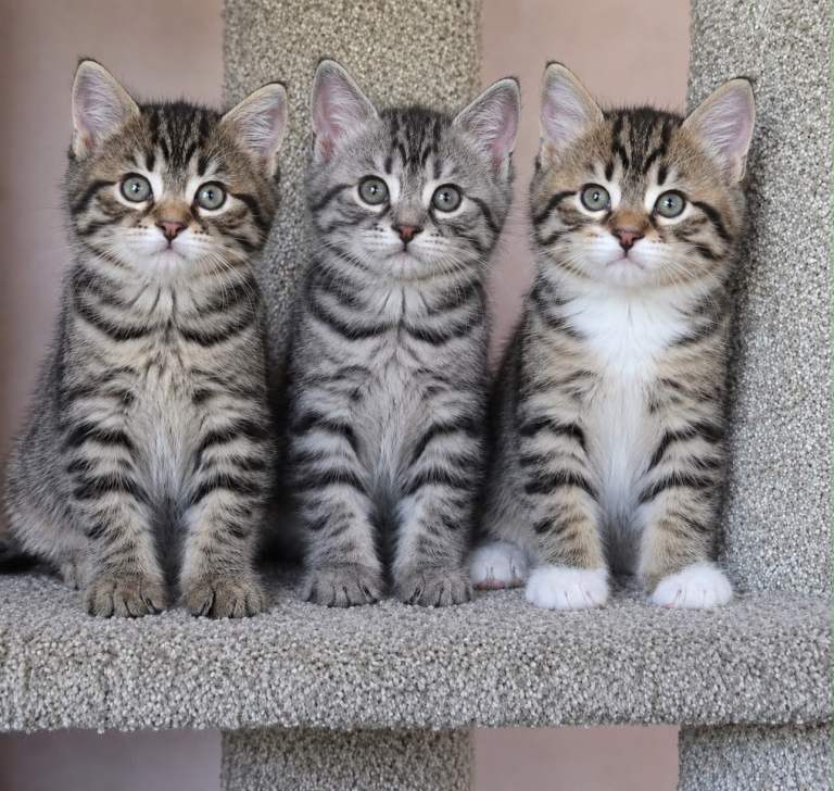 Beautiful Bengal Cross Read Description
