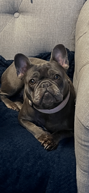 Blue female French bulldog aged 4