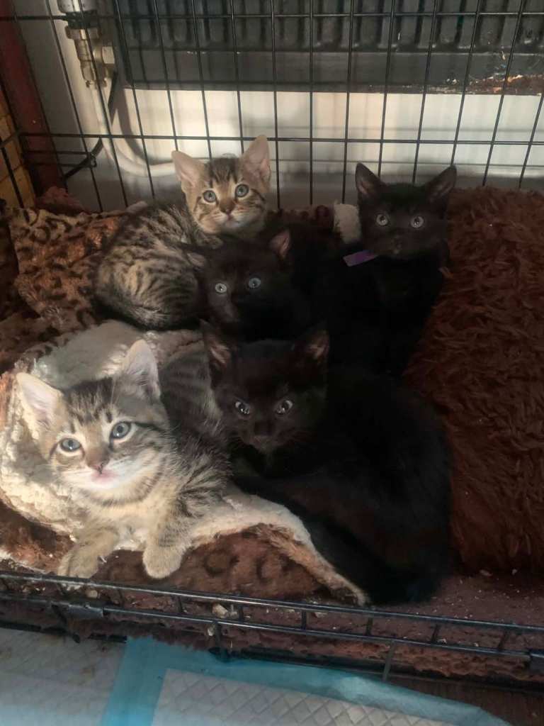 Half bengal kittens