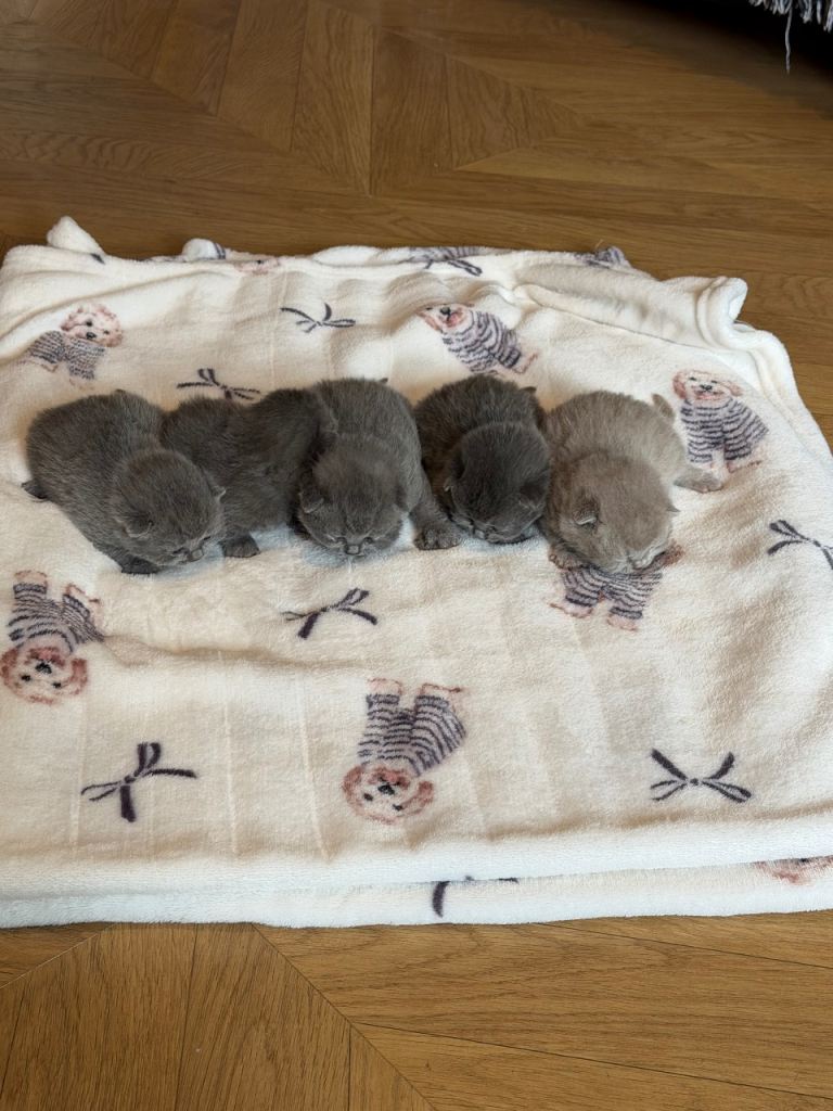 British Shorthair Kittens in Birmingham