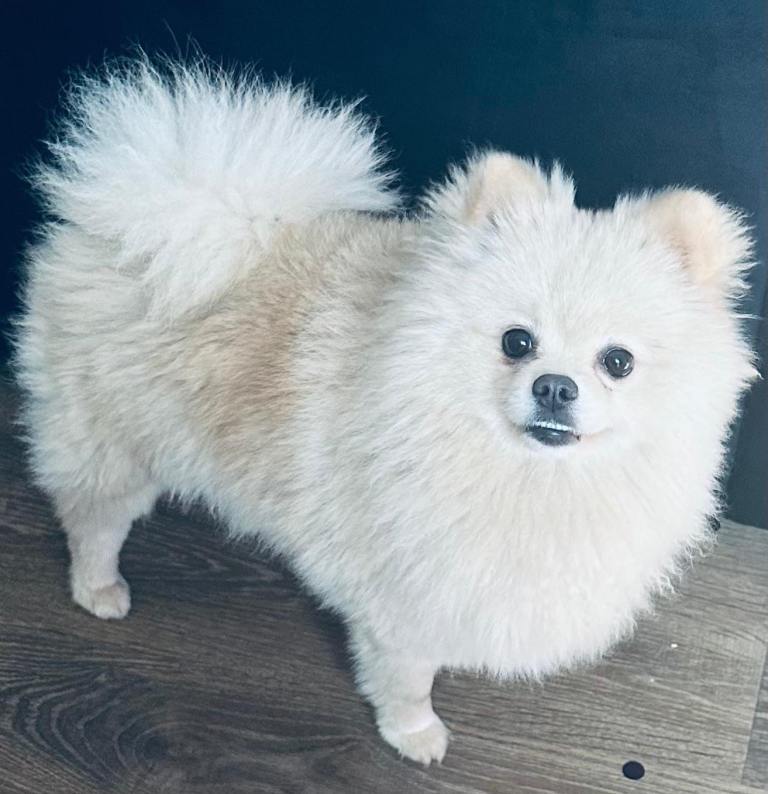 White female Pomeranian for sale 