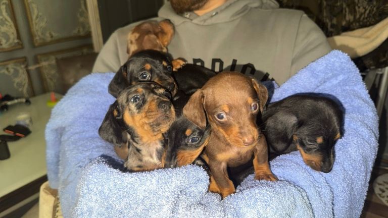 🐾 Dachshund Puppies Available – Cambridgeshire 🐾