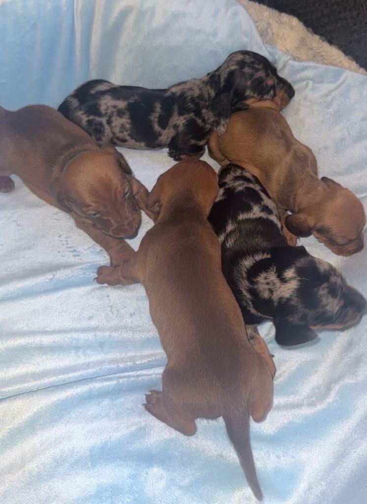 Miniature dachshund puppies 