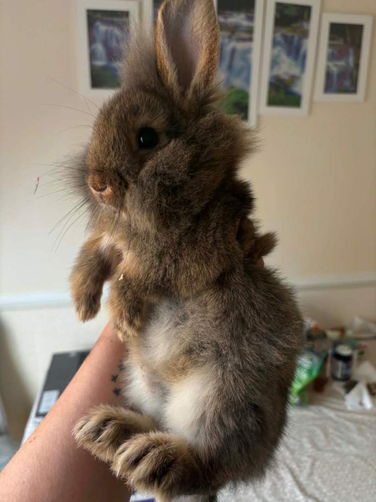 adorable bunnies are looking for a loving family