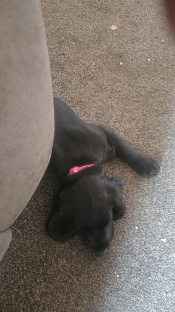 Cocker spaniel puppy 