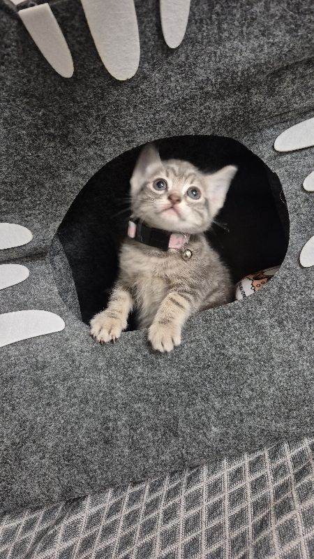 Lovely kitten 😸 ready now