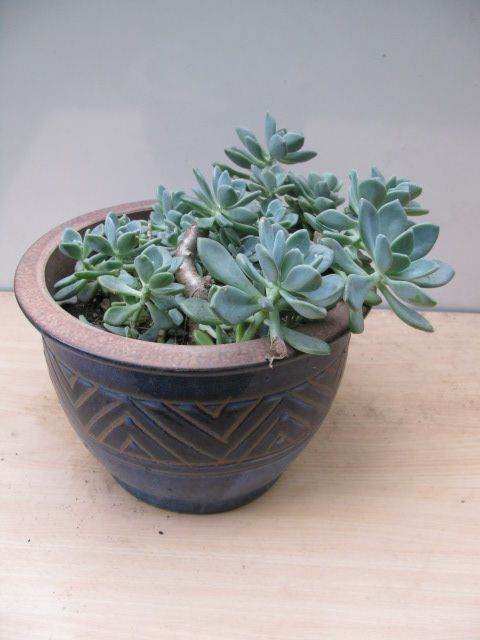 Echeveria or Ghost Plant in large nice decorative terracota pot