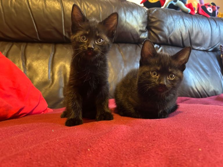 Kittens for sale 2x boys - ready NOW !!!