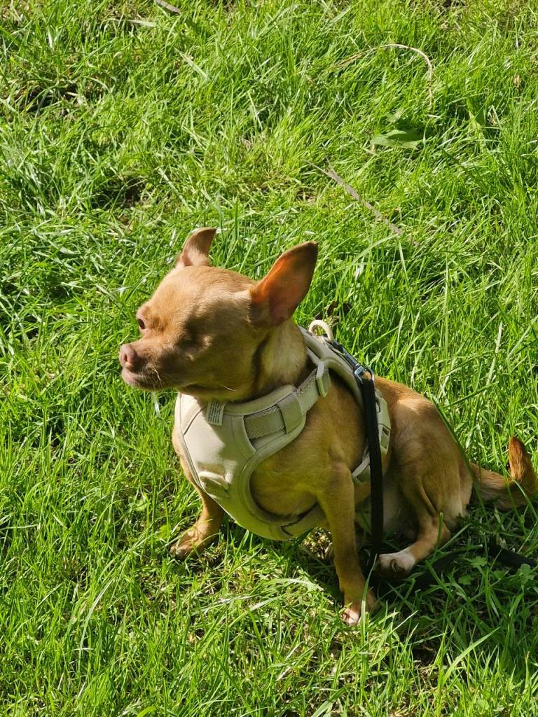 Amy 🐾