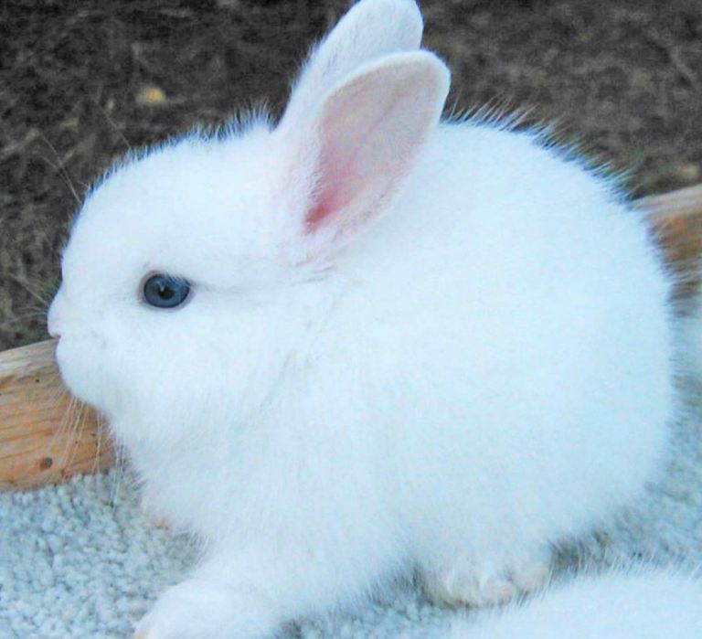 Gorgeous white baby rabbits with blue eyes