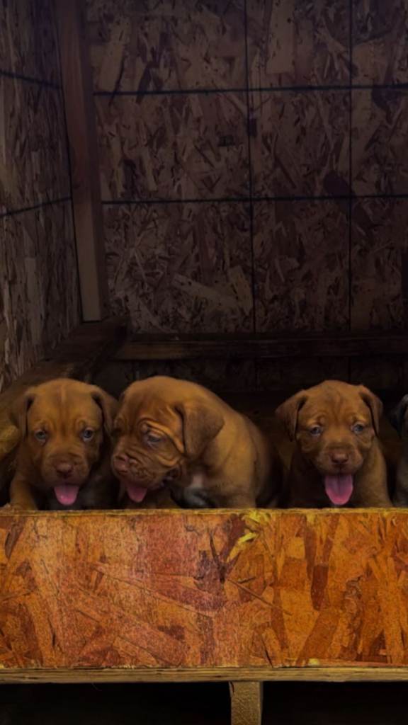 Boerboel mastiff mix 