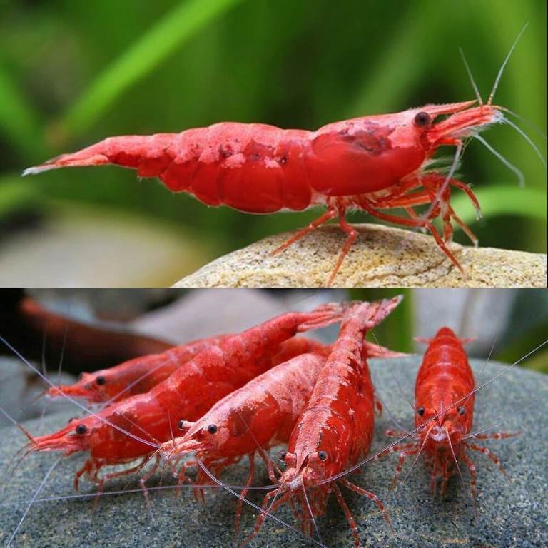 Red Cherry Shrimp 