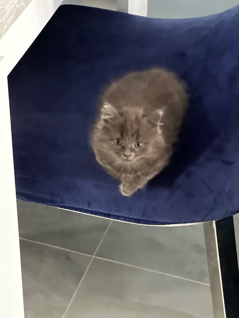 Three adorable Kittens are looking for a Loving Home