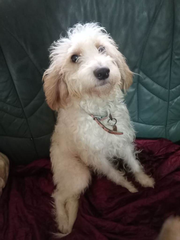 Triple cross breed 