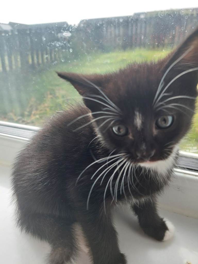 Kittens