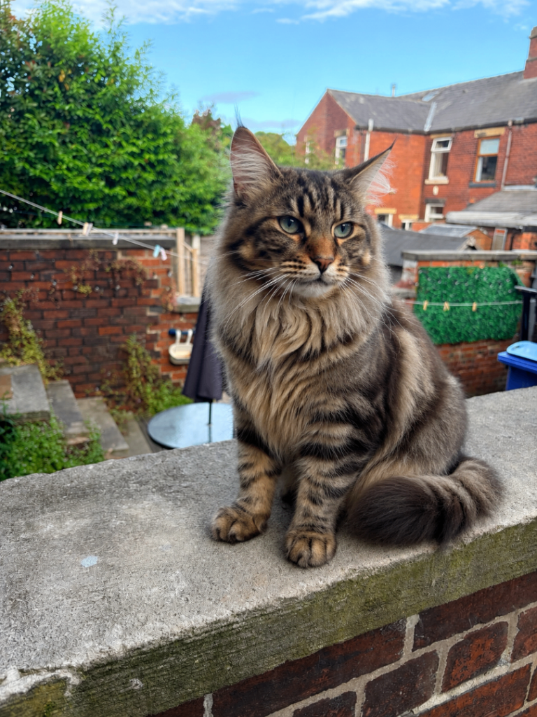 Maine coon cross tabby kitten (last one) 