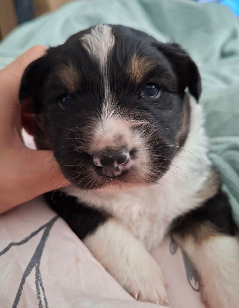 Beautiful Australian Shepherd puppy for sale sale 