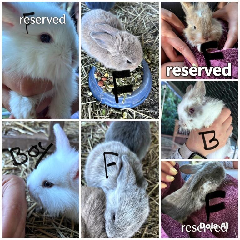 🐰💖 ✨ Adorable Baby Bunnies Available! ✨