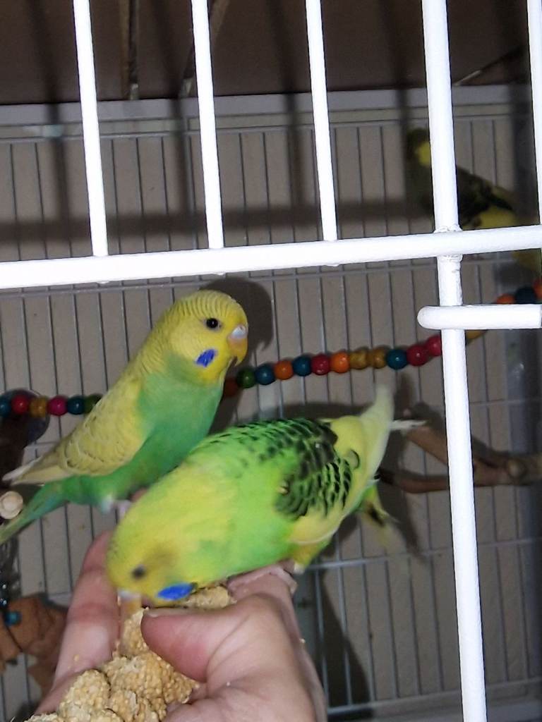 Baby budgies for sale. 
