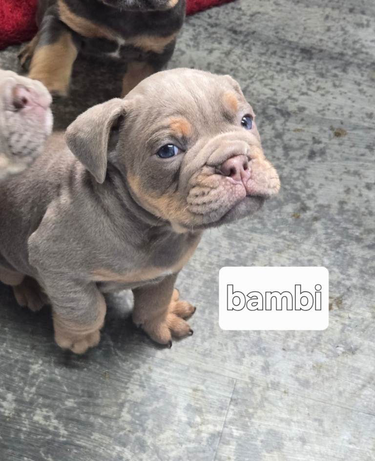 Nebbr old english bull dog
