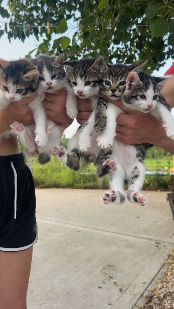 Kittens 