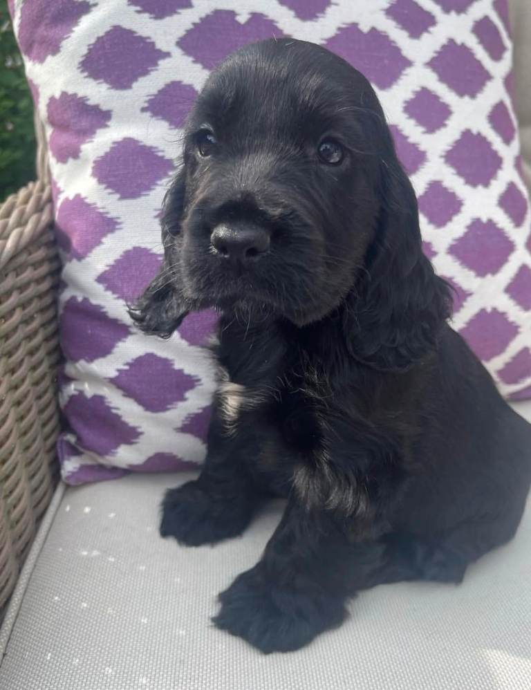 Cocker spainel puppies for sale 