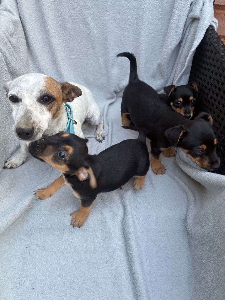 Jack Russell x Yorkshire terrier puppies