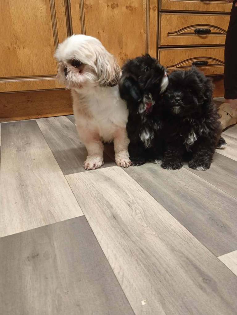 Beautiful pure bred shitzu pups
