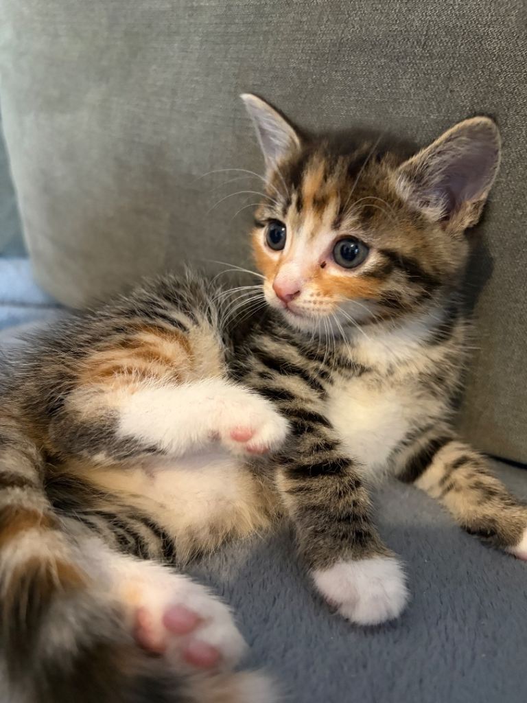 Beautiful litter of kittens 