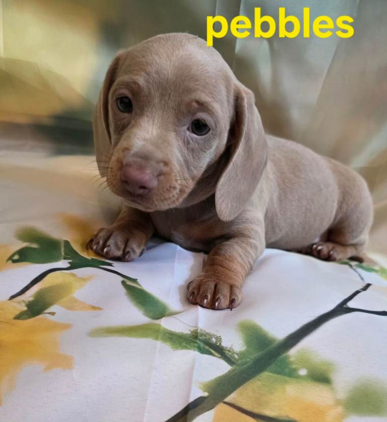 Miniature dachshund puppies 