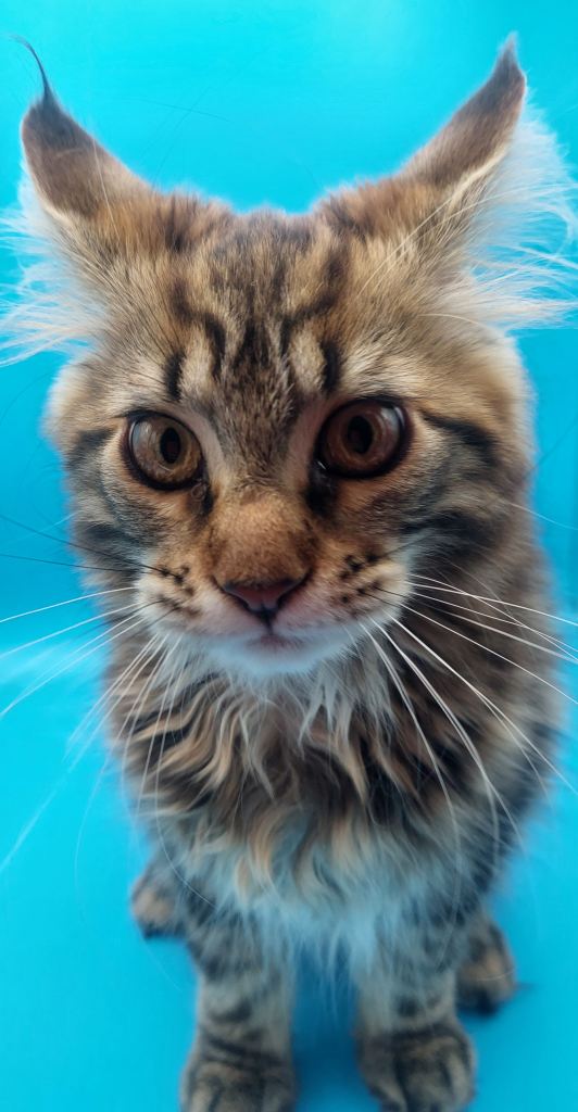 Pedigree Gccf Registered Maine coon 