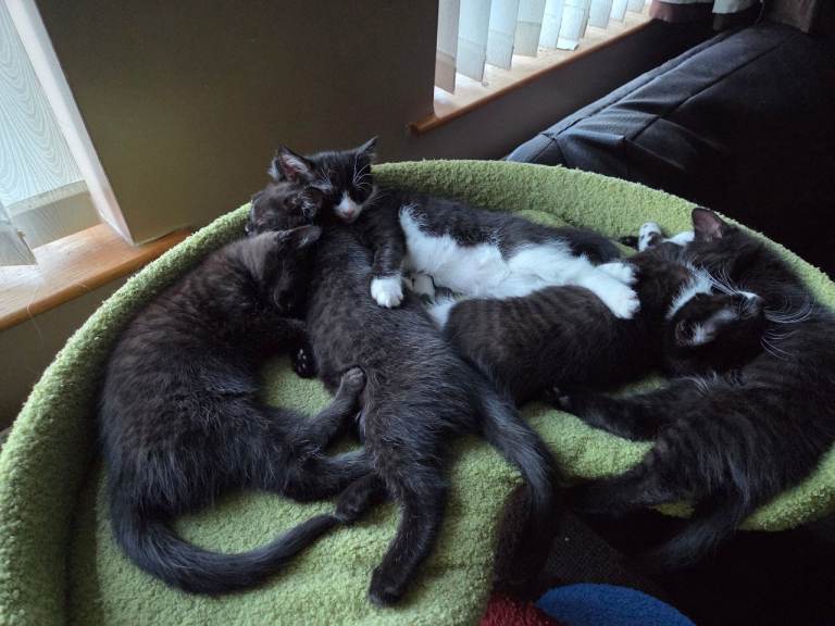 Kittens for rehoming