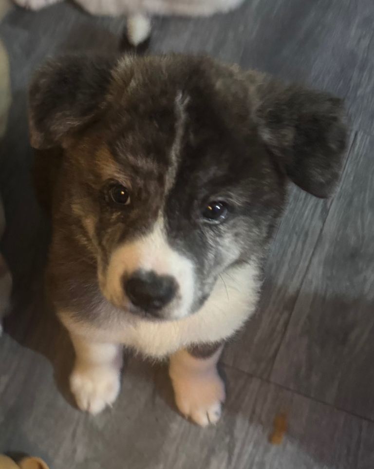 Japanese Akita puppies READY NOW!