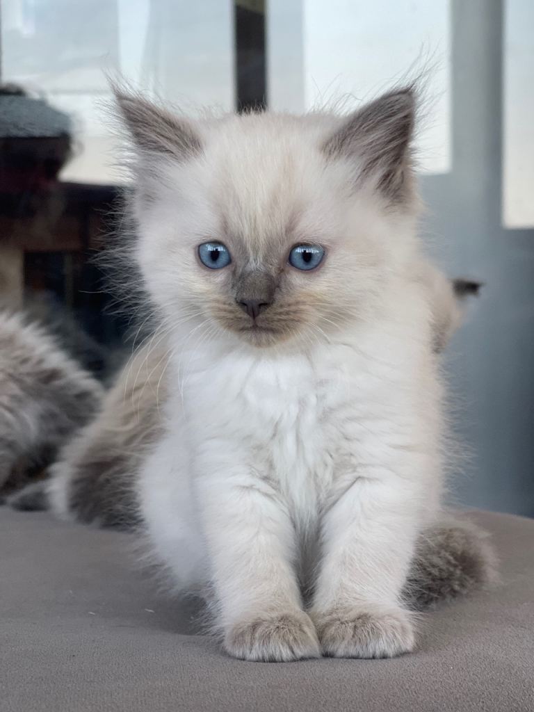 Ragdoll kittens 