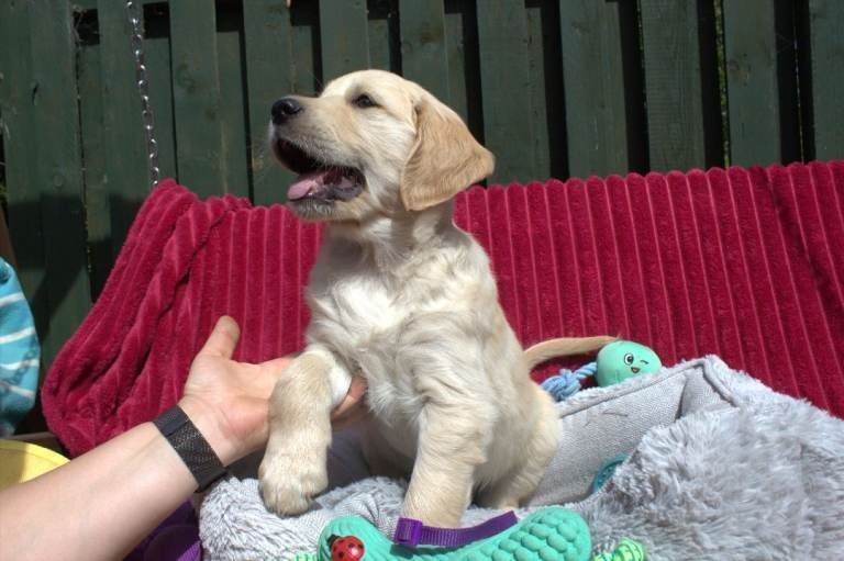 1 BOY PUPPIES LEFT Beautiful Golden Retriever